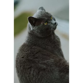 thypoch-simera-75mm-f14-asph-leica-m-lens-silver-06a6c8e4171548.jpg
