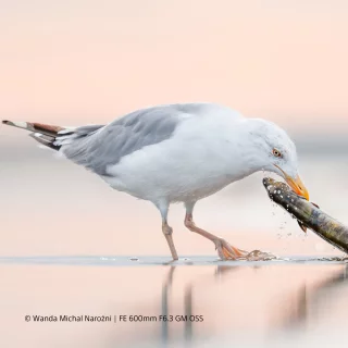 sony-fe-100-400mm-f45-gm-oss-lens-06aa9145cb2c1c.png